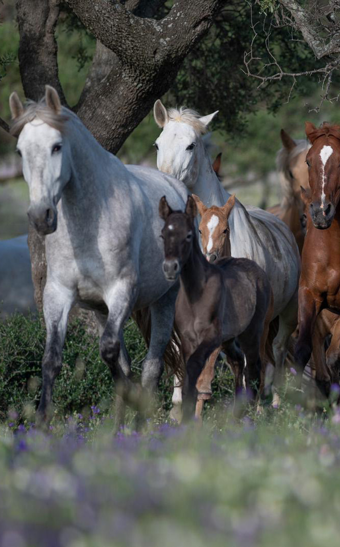 miembros go equigenom