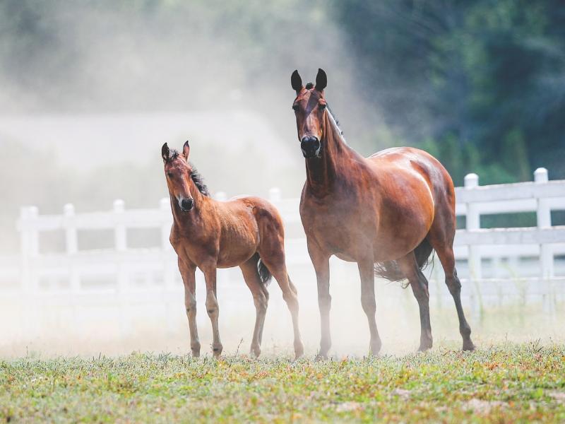 Semana de la Innovación de la RFEAGAS: Avances en Genómica y Aplicaciones en el Sector Equino